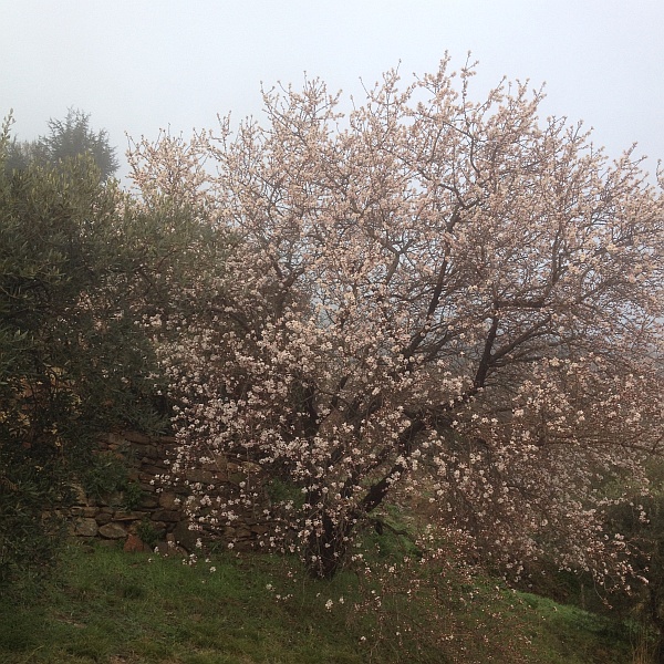 Blühender Mandelbaum in Les Pradals