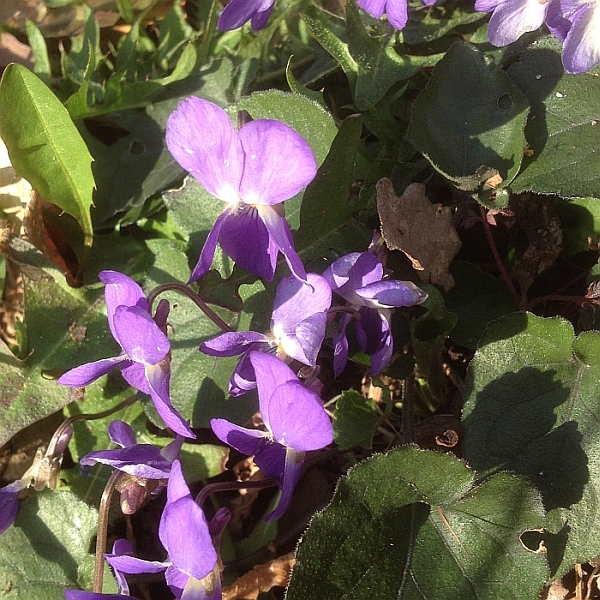Frühling am Wegrand: Viola reichenbachiana? canina? pyrenaica? odorata? ...