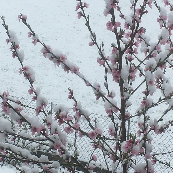 Nektarinenblüten im Schnee