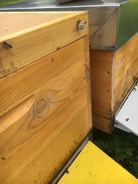Anfänge eines Wespennests am Bienenkasten
