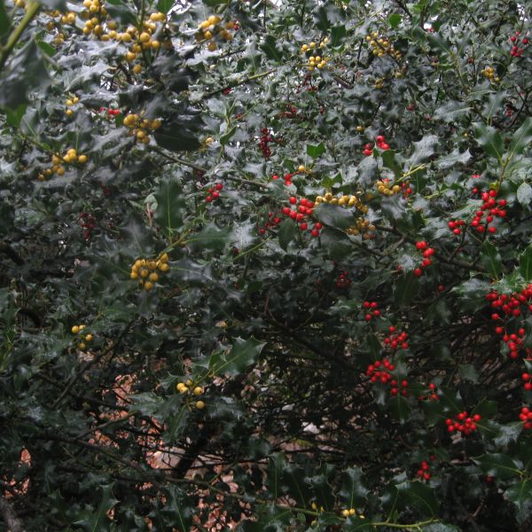 Ilex mit gelben Beeren, gleich neben der üblichen rotfrüchtigen Variante