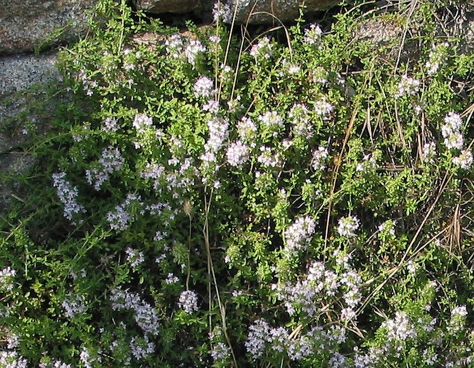 Thymus pulegioides (vermutlich)